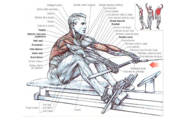 What Muscles do Rowing Work